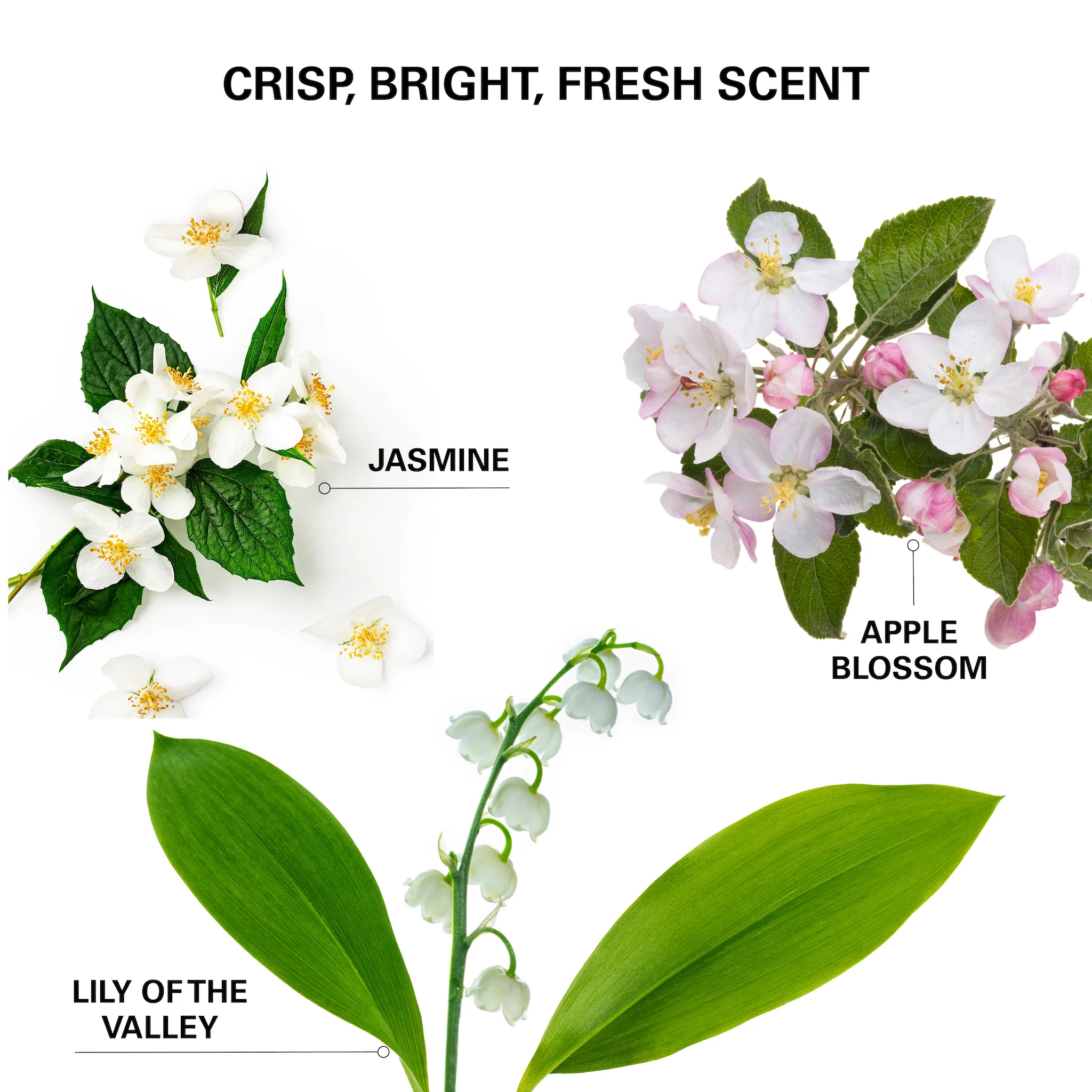 Insta-WOW Advanced Dry Shampoo - Image 10